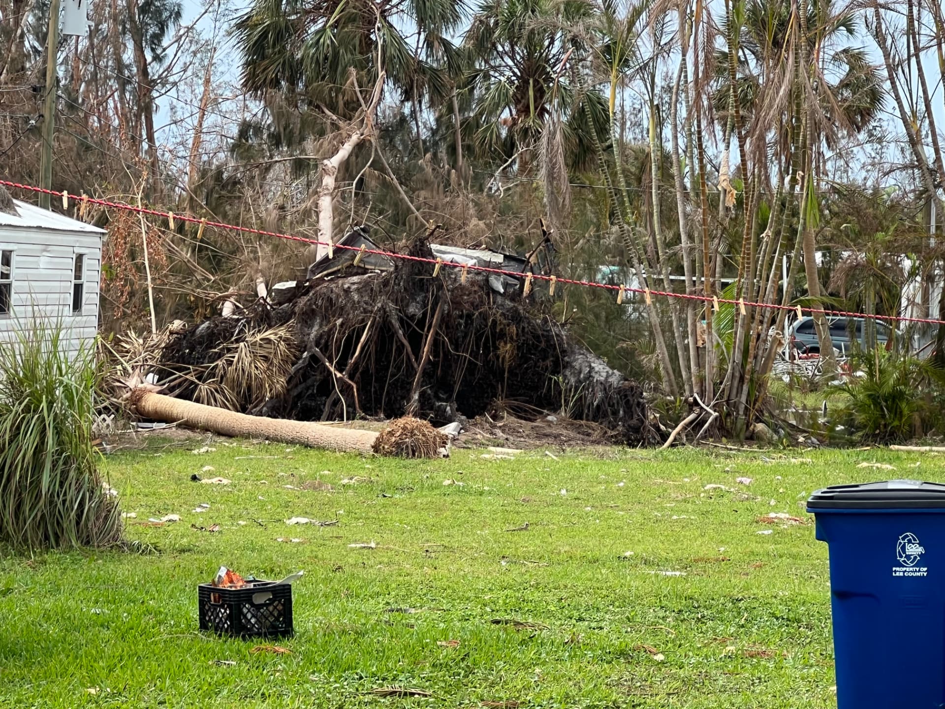 Root ball out of the ground