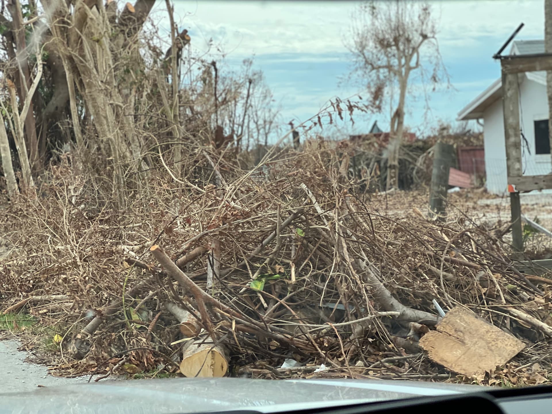 Vegetation hauled to the curb